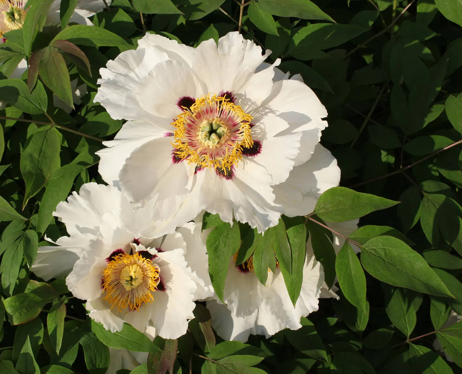 White Peony (Paeonia 'White') — plant the White Peony in a location that offers full sun to partial shade; perennial for full, image 52