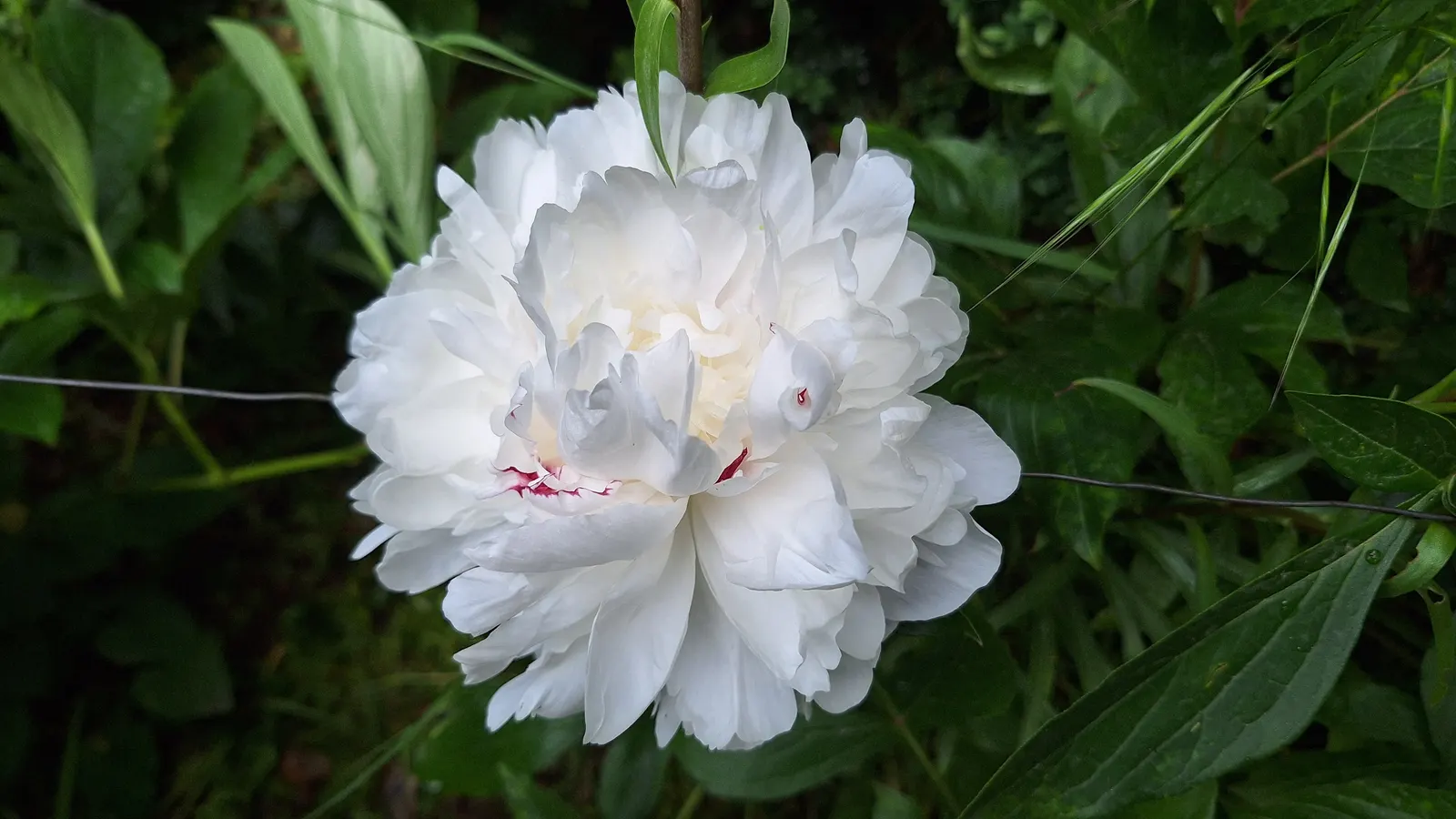 White Peony (Paeonia 'White') — This peony prefers well-drained soil and full sun to part shade; perennial with white blooms, image 79