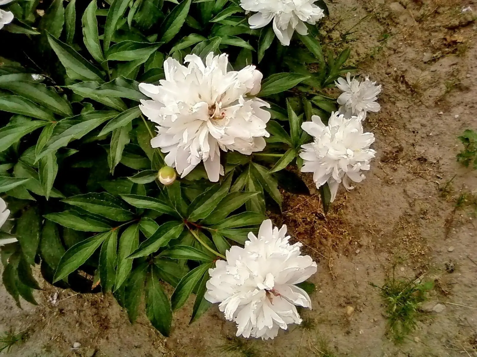 White Peony (Paeonia 'White') — the White Peony will return year after year to grace your landscape with its timeless charm