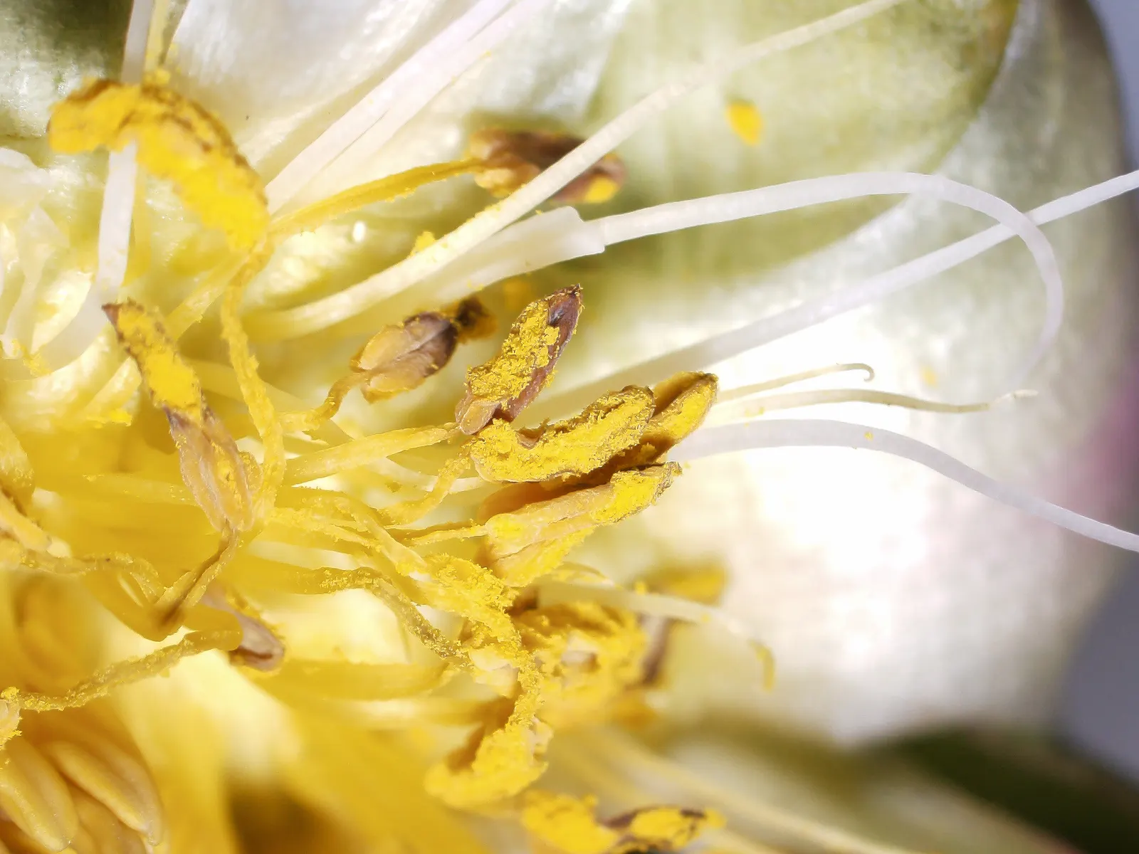 White Peony (Paeonia 'White') — fully double flowers with satiny white petals that may sometimes exhibit a subtle blush or cream undertone; ideal, image 50