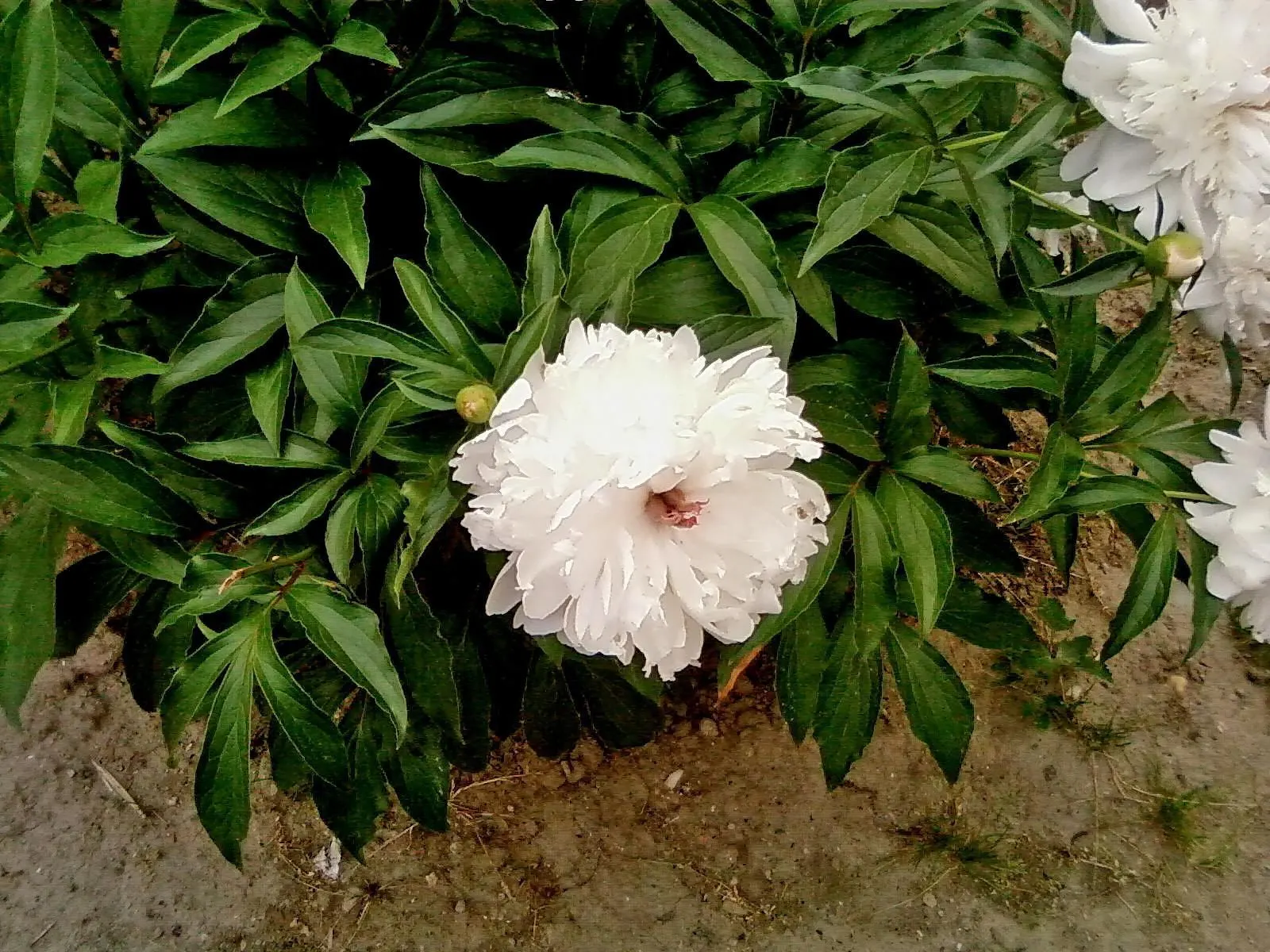 White Peony (Paeonia 'White') — These magnificent blossoms sit atop sturdy stems that vary in height from 2 to 3 feet, image 86