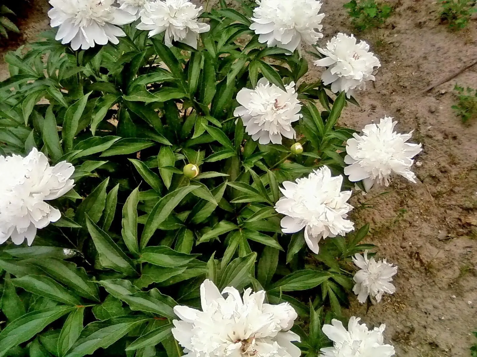 White Peony (Paeonia 'White') — The White Peony, Paeonia 'White', is a hardy perennial boasting lush, full blooms up to 6 inches across; its elegant white
