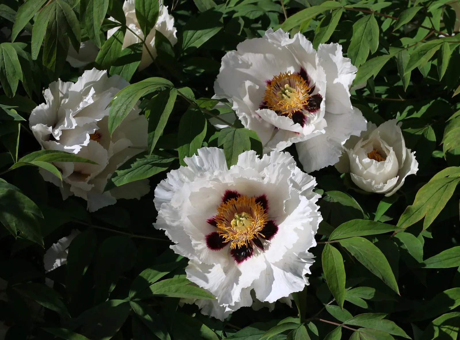 White Peony (Paeonia 'White') — perennial for full; the White Peony will return year after year to grace your landscape with its timeless charm