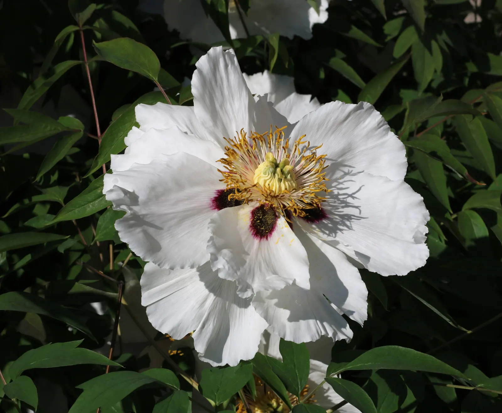 White Peony (Paeonia 'White') — These magnificent blossoms sit atop sturdy stems that vary in height from 2 to 3 feet, image 105