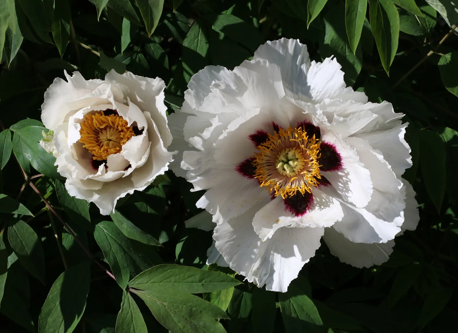 White Peony (Paeonia 'White') — fully double flowers with satiny white petals that may sometimes exhibit a subtle blush or cream undertone; ideal for borders