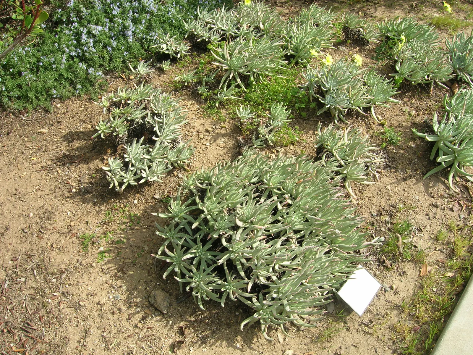 Catalina Live-Forever (Dudleya Hassei) — coastal bluffs of Southern California's Catalina Island