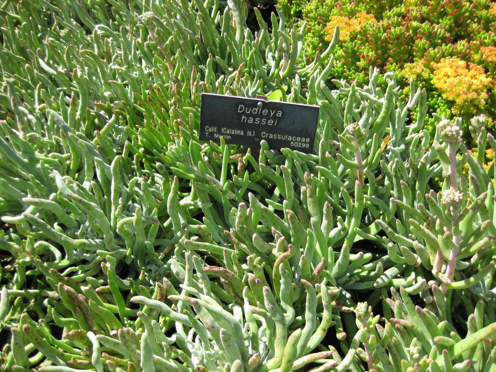 Catalina Live-Forever (Dudleya Hassei) — Inform your client that once established
