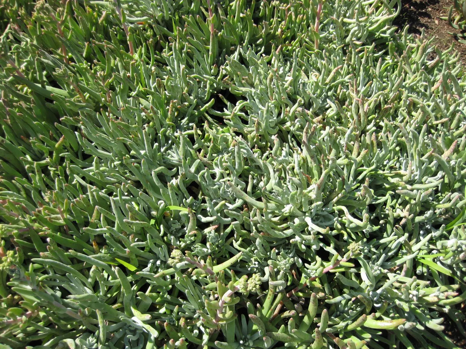 Catalina Live-Forever (Dudleya Hassei) — making it a hassle-free addition to rock gardens