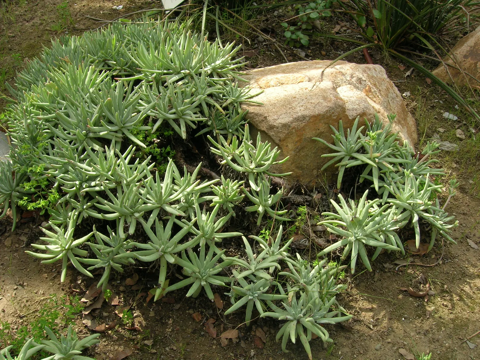 Catalina Live-Forever (Dudleya Hassei) — the Dudleya hassei typically reaches a size of 12 to 18 inches in height and width
