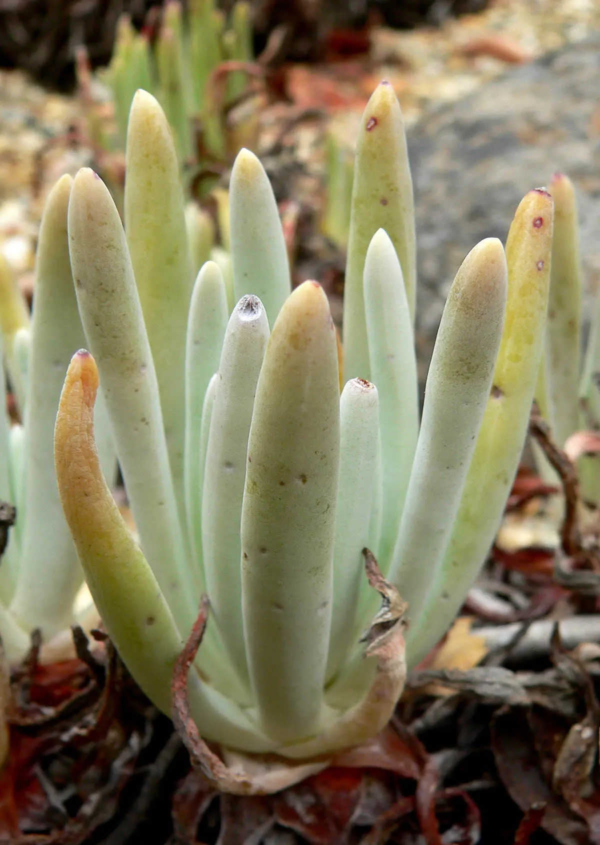 Catalina Live-Forever (Dudleya Hassei) — plant Dudleya hassei in well-drained soil and position it in full sun to partial shade