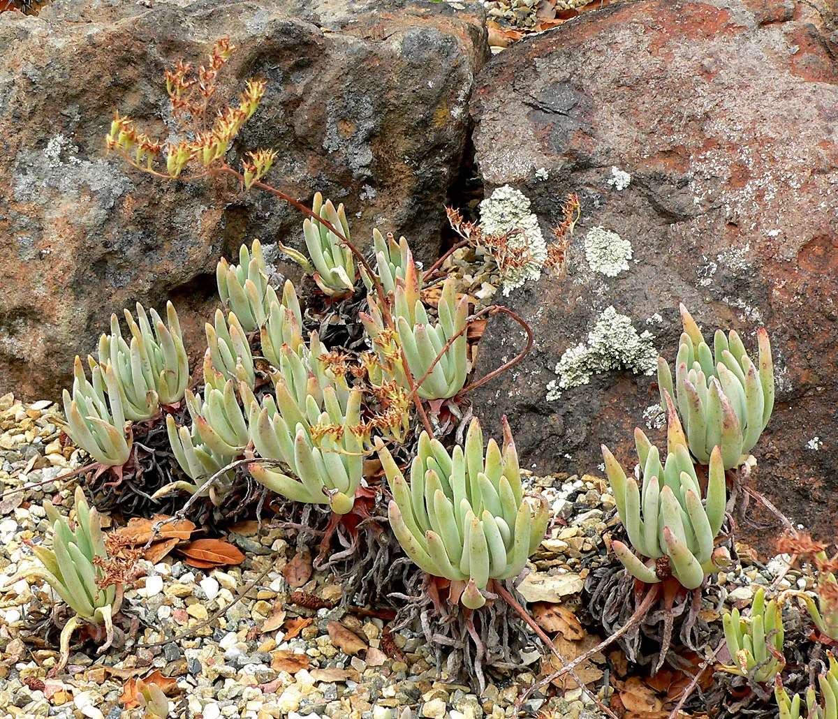 Catalina Live-Forever (Dudleya Hassei) — with a tactile coating that helps conserve moisture