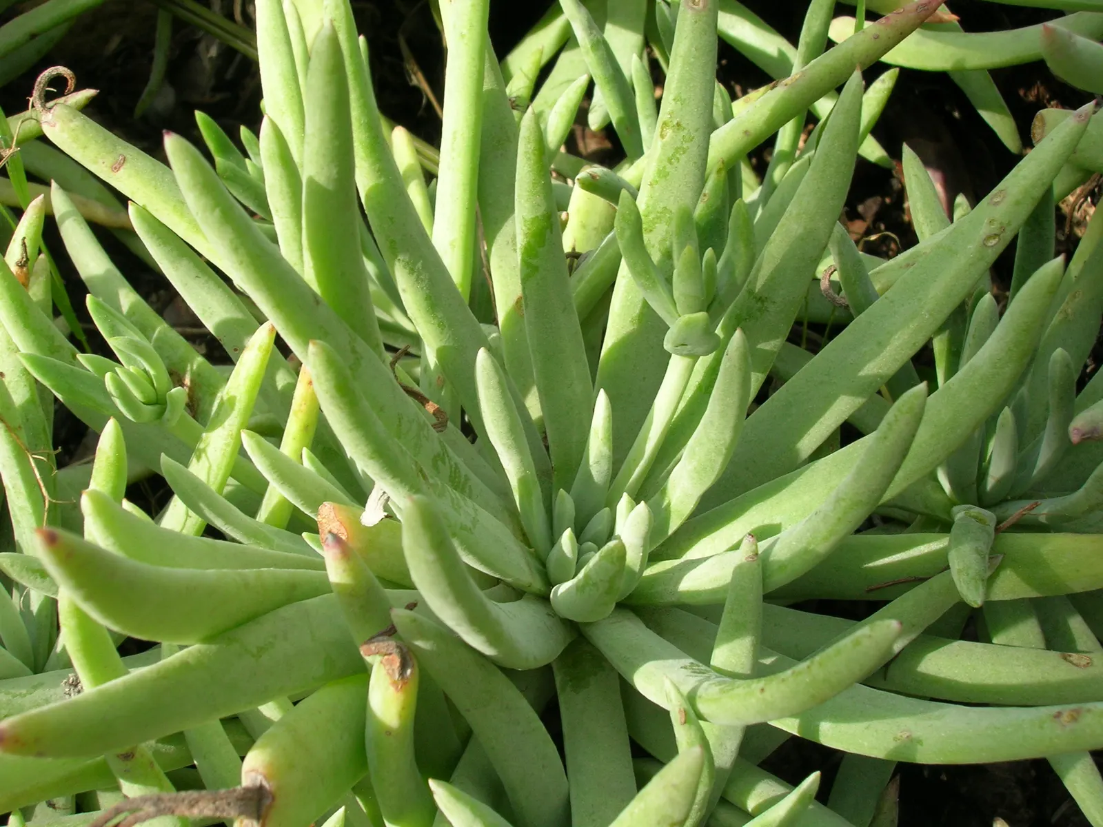 Catalina Live-Forever (Dudleya Hassei) — scientifically named Dudleya hassei