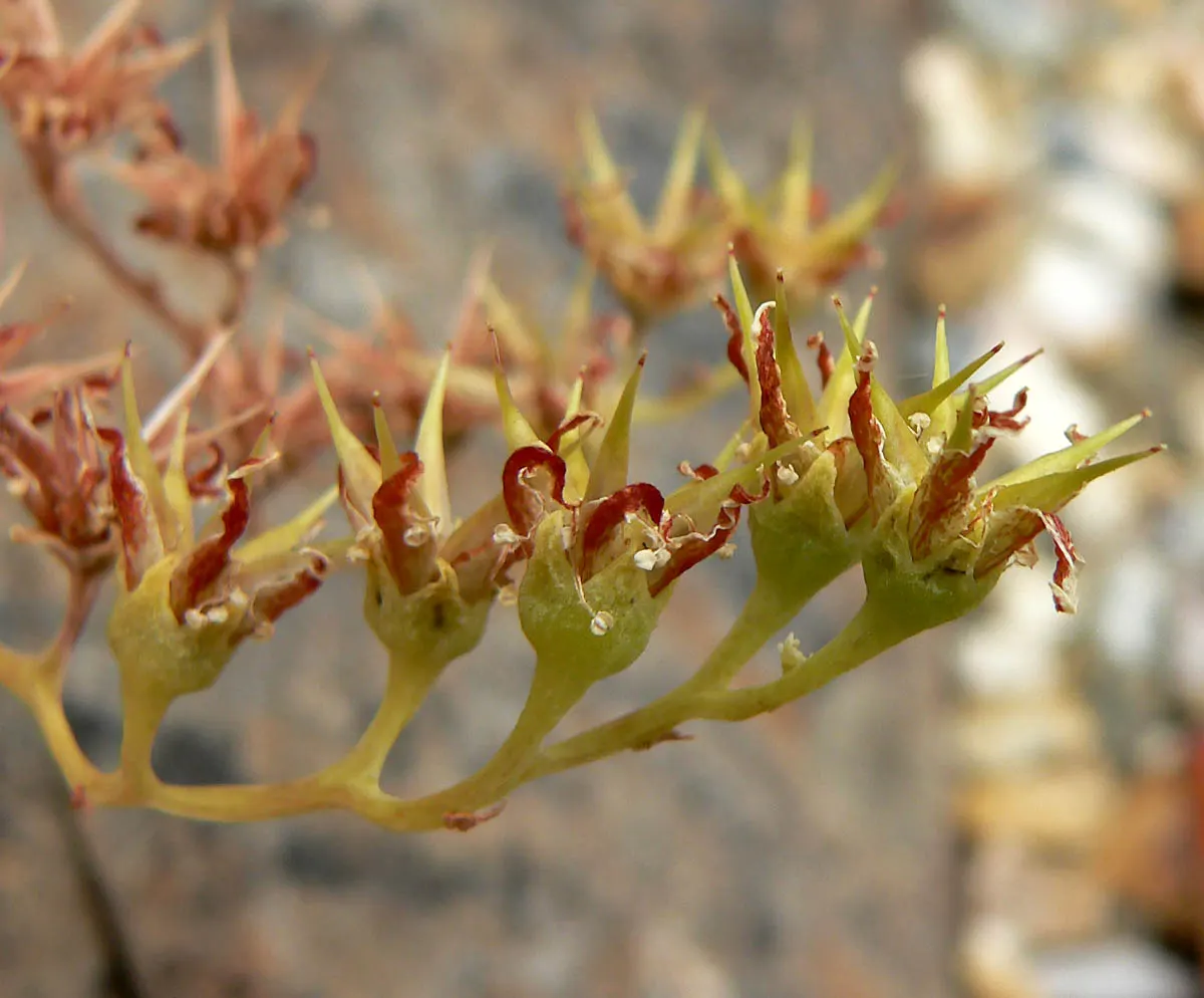 Catalina Live-Forever (Dudleya Hassei) — with a rosette-forming habit