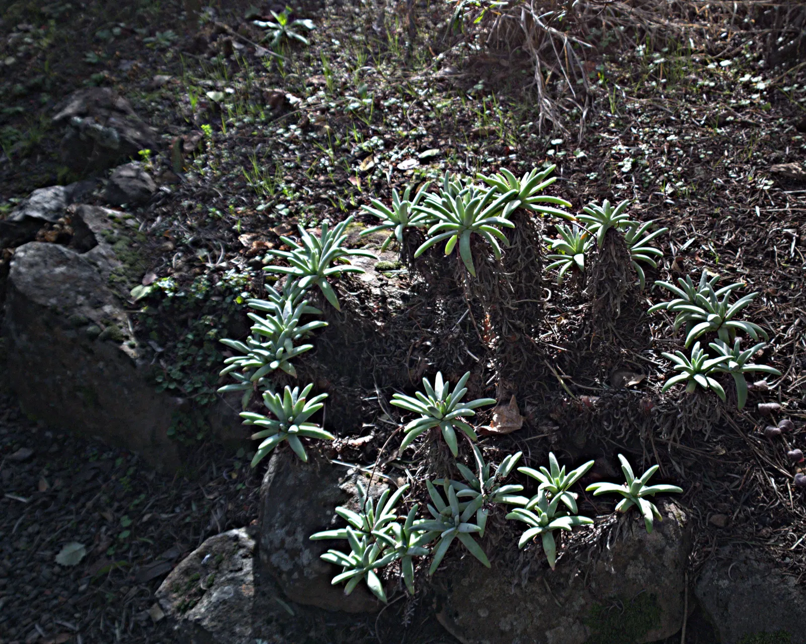 Catalina Live-Forever (Dudleya Hassei) — and its captivating form and resilience will be a highlight in the design year-round