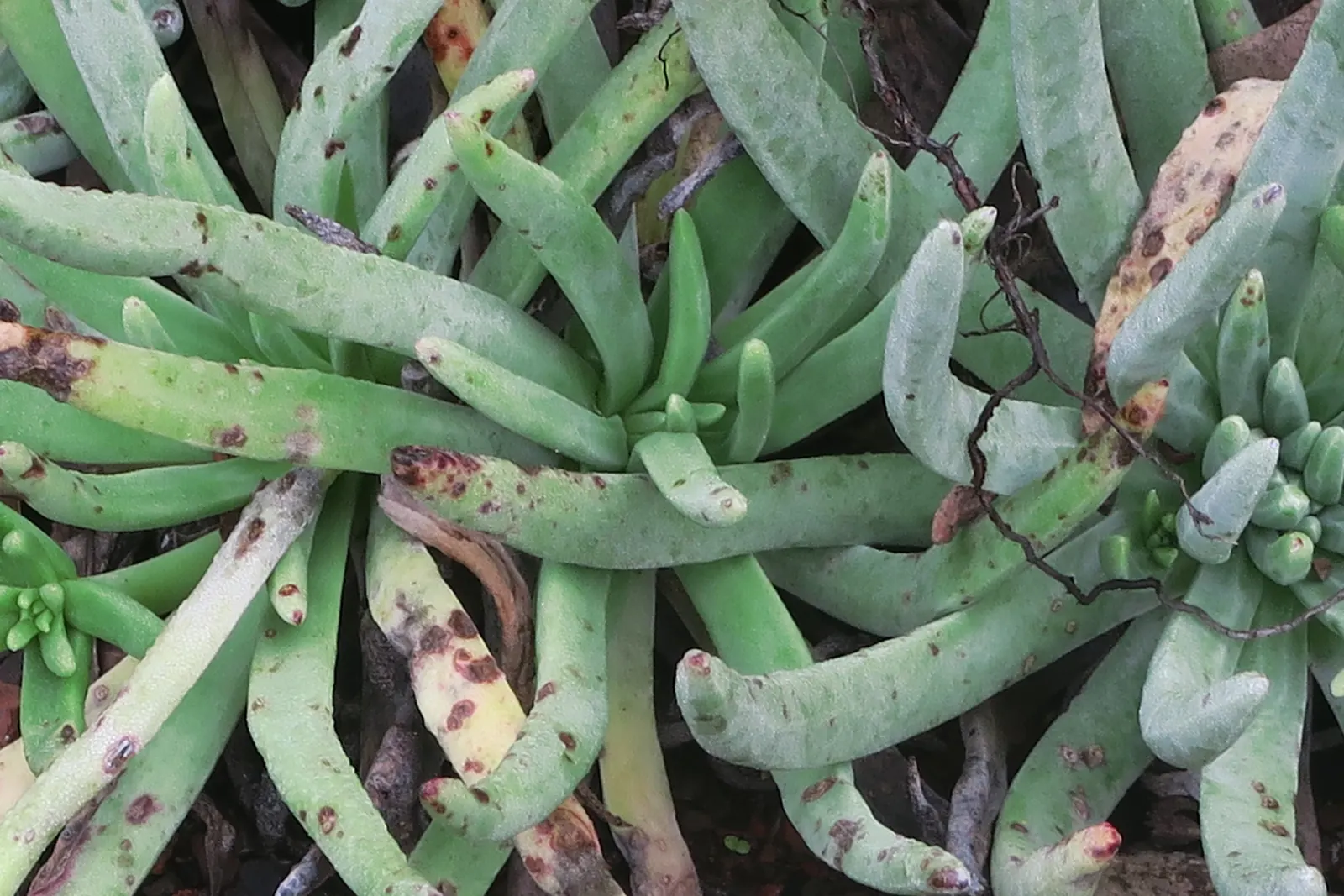 Catalina Live-Forever (Dudleya Hassei) — white flowers in the garden