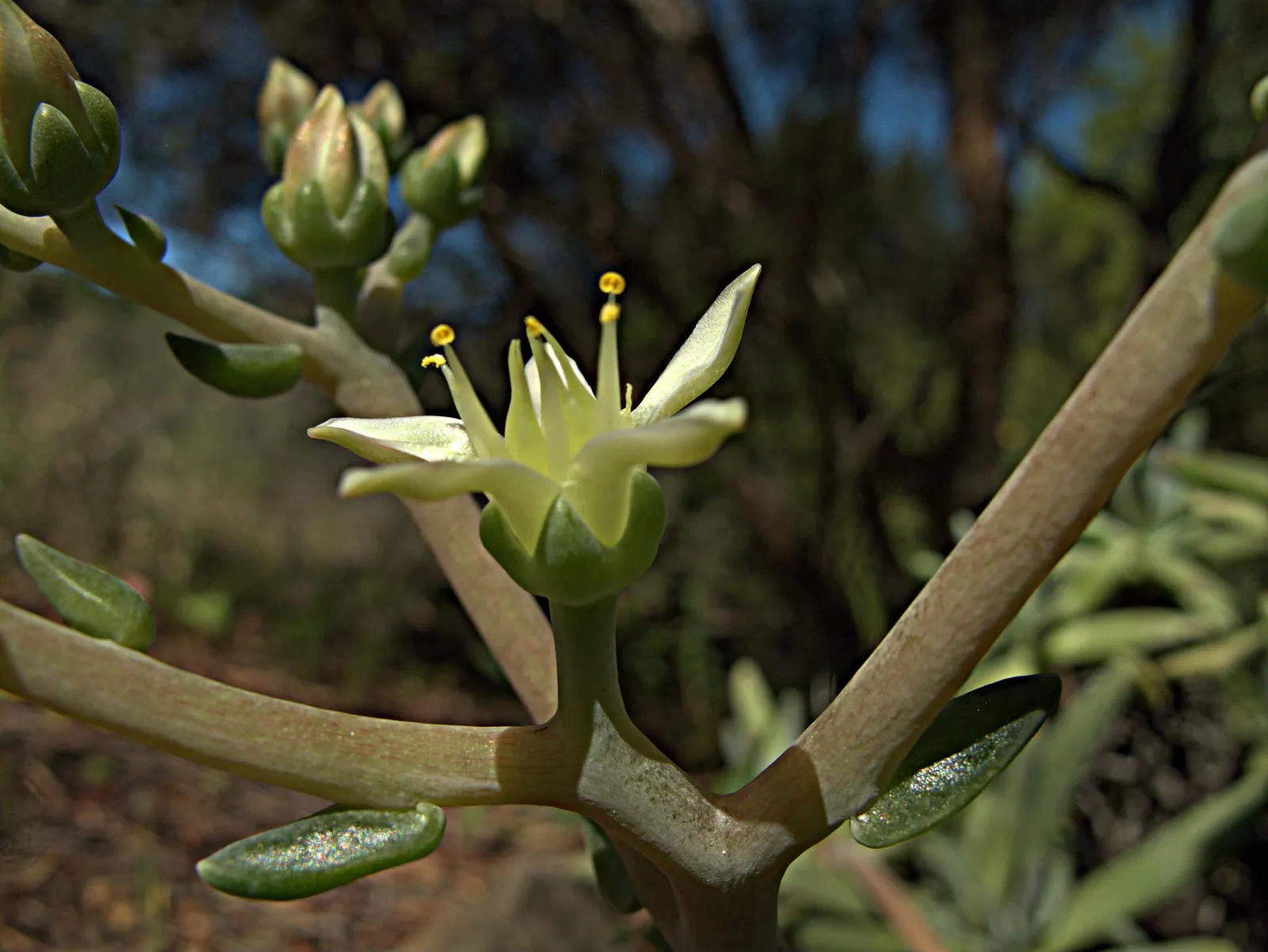 Catalina Live-Forever (Dudleya Hassei) — which can soar up to 18 inches above the foliage