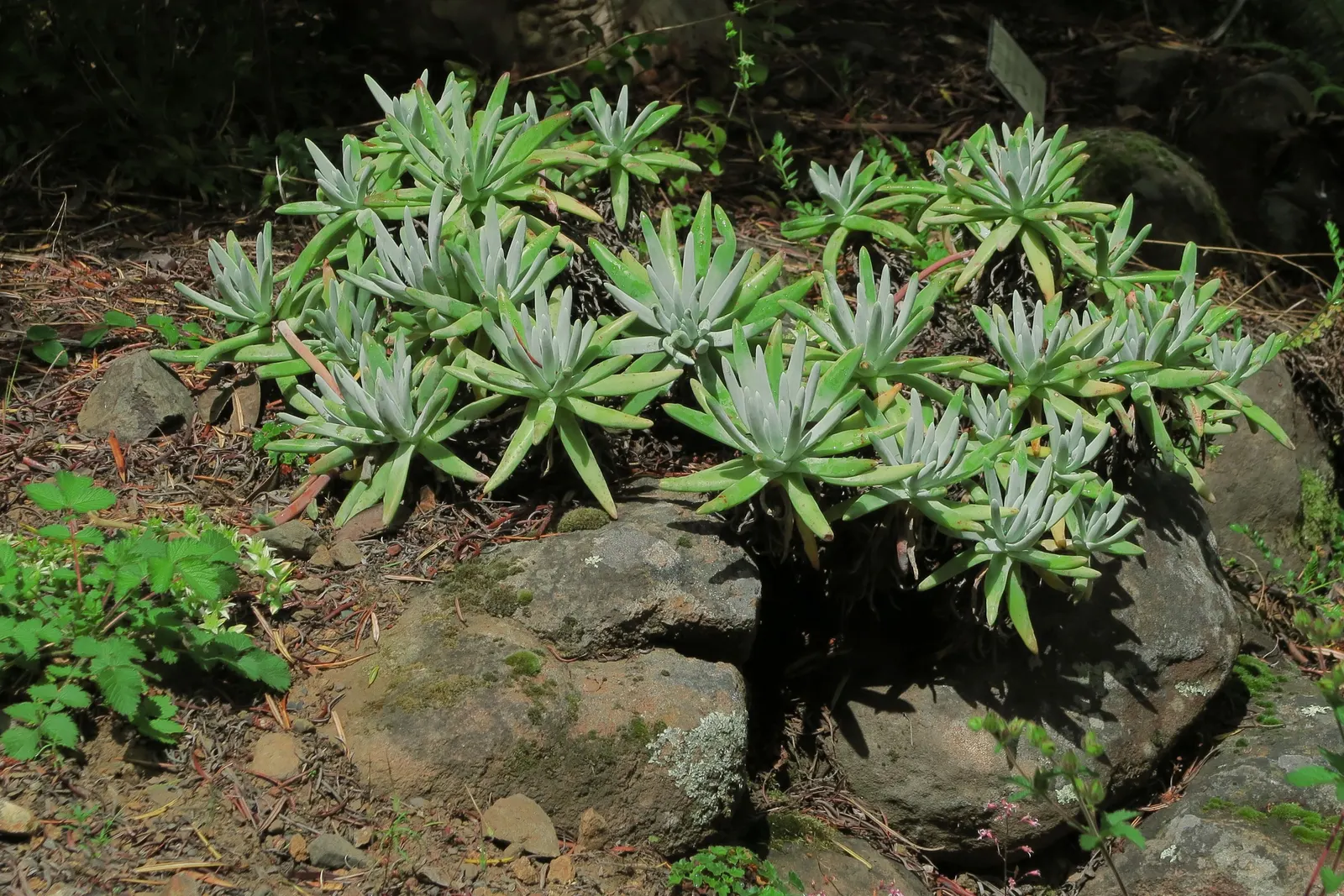 Catalina Live-Forever (Dudleya Hassei) — this hardy succulent will not require frequent watering