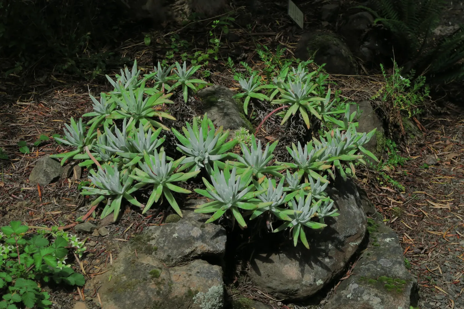 Catalina Live-Forever (Dudleya Hassei) — It requires minimal maintenance