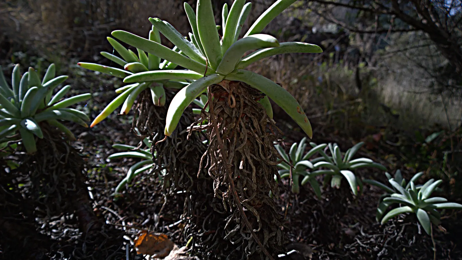 Catalina Live-Forever (Dudleya Hassei) — making it an exemplary choice for water-wise gardens and fire-prone areas.<br><br>An evergreen perennial