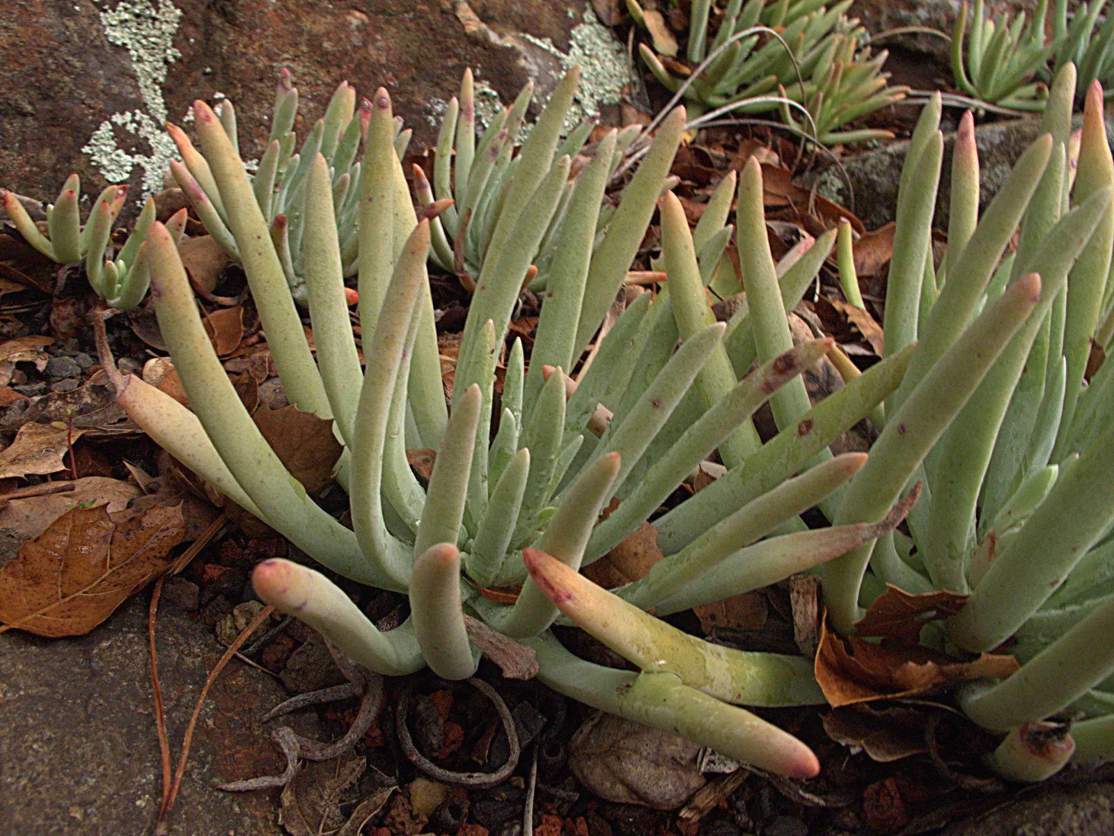 Catalina Live-Forever (Dudleya Hassei) — It thrives in USDA zones 9-11, prefers well-draining soil, and requires minimal water