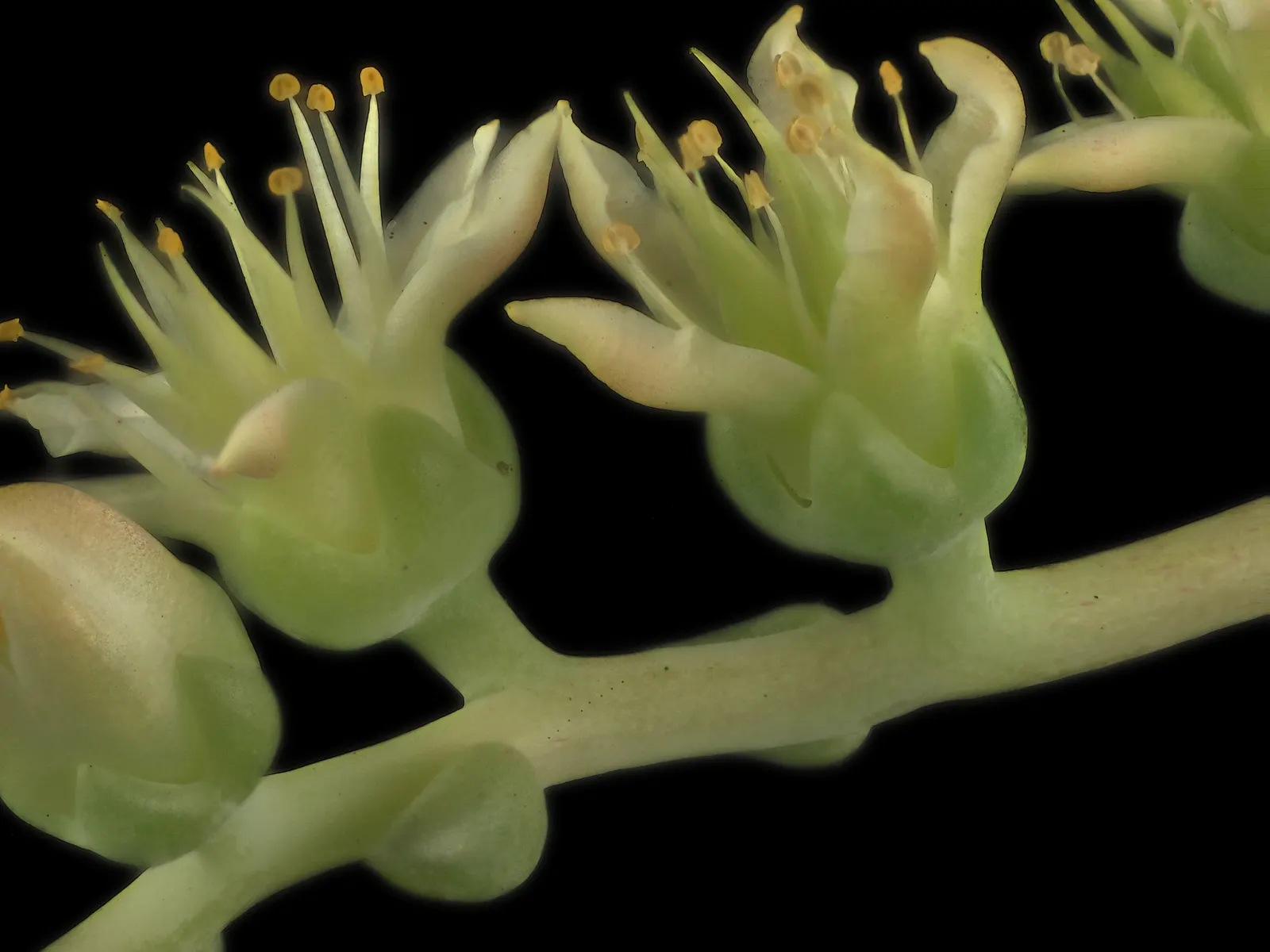 Catalina Live-Forever (Dudleya Hassei) — is a captivating succulent that brings a striking and distinctive flair to any landscape design