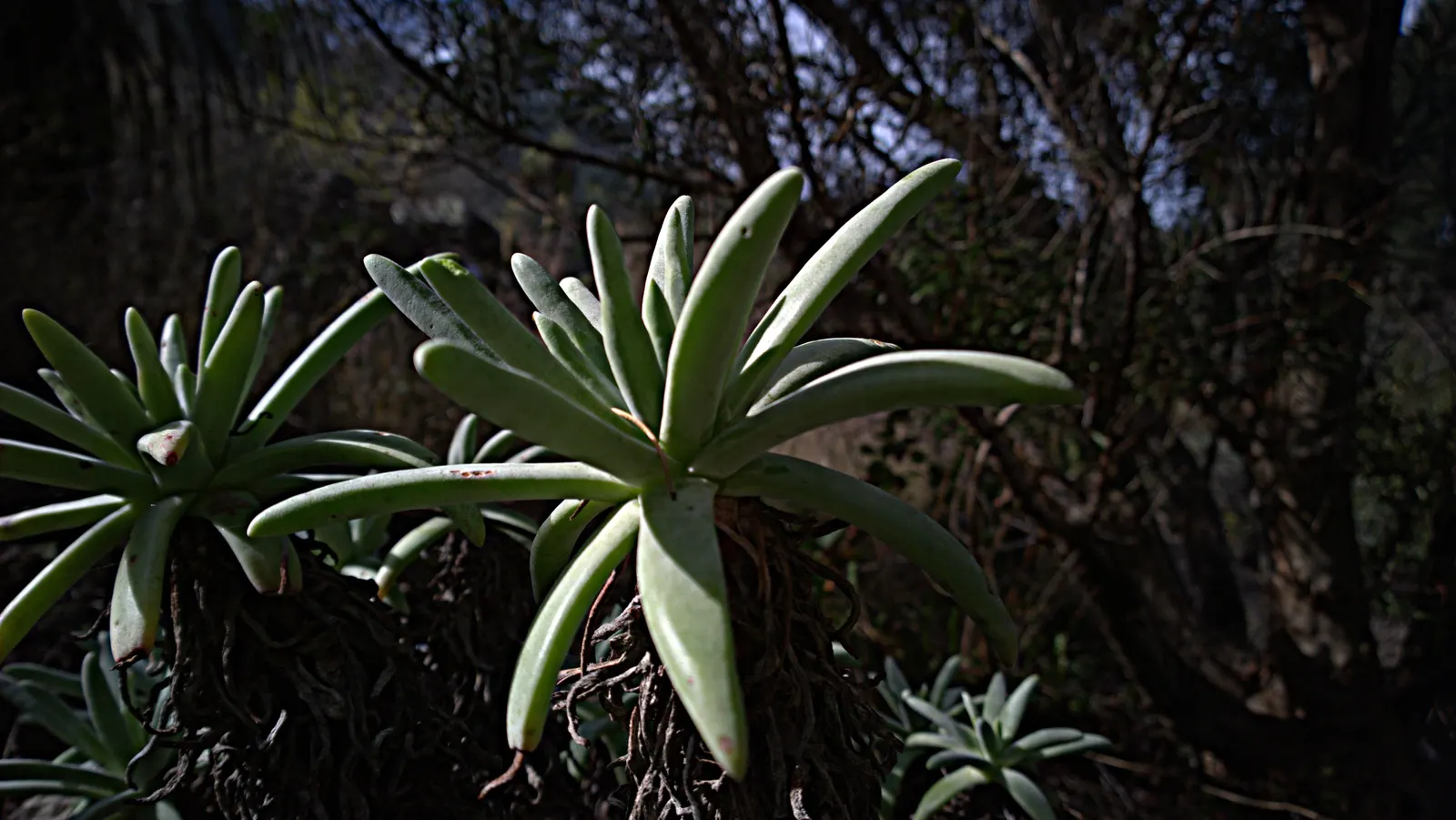 Catalina Live-Forever (Dudleya Hassei) — Ideal for rock gardens and xeriscaping, it adds a sculptural element with minimal maintenance