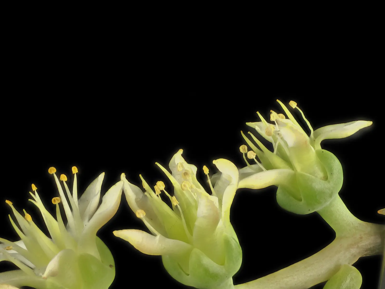 Catalina Live-Forever (Dudleya Hassei) — this plant is well-suited for Mediterranean climates and is both drought-tolerant and fire-retardant