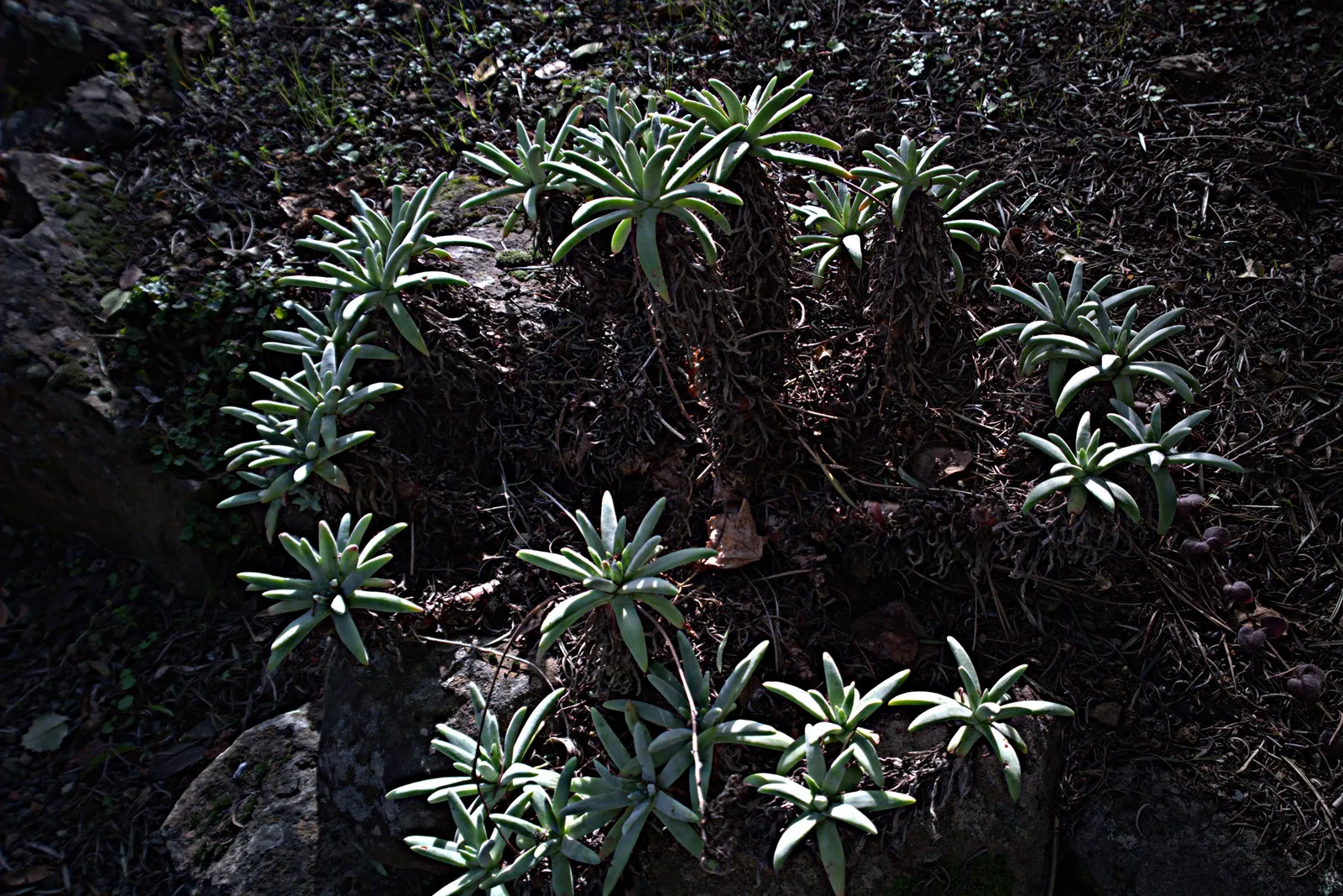 Catalina Live-Forever (Dudleya Hassei) — The Catalina Live-Forever, Dudleya hassei, is a succulent perennial native to California's Channel Islands