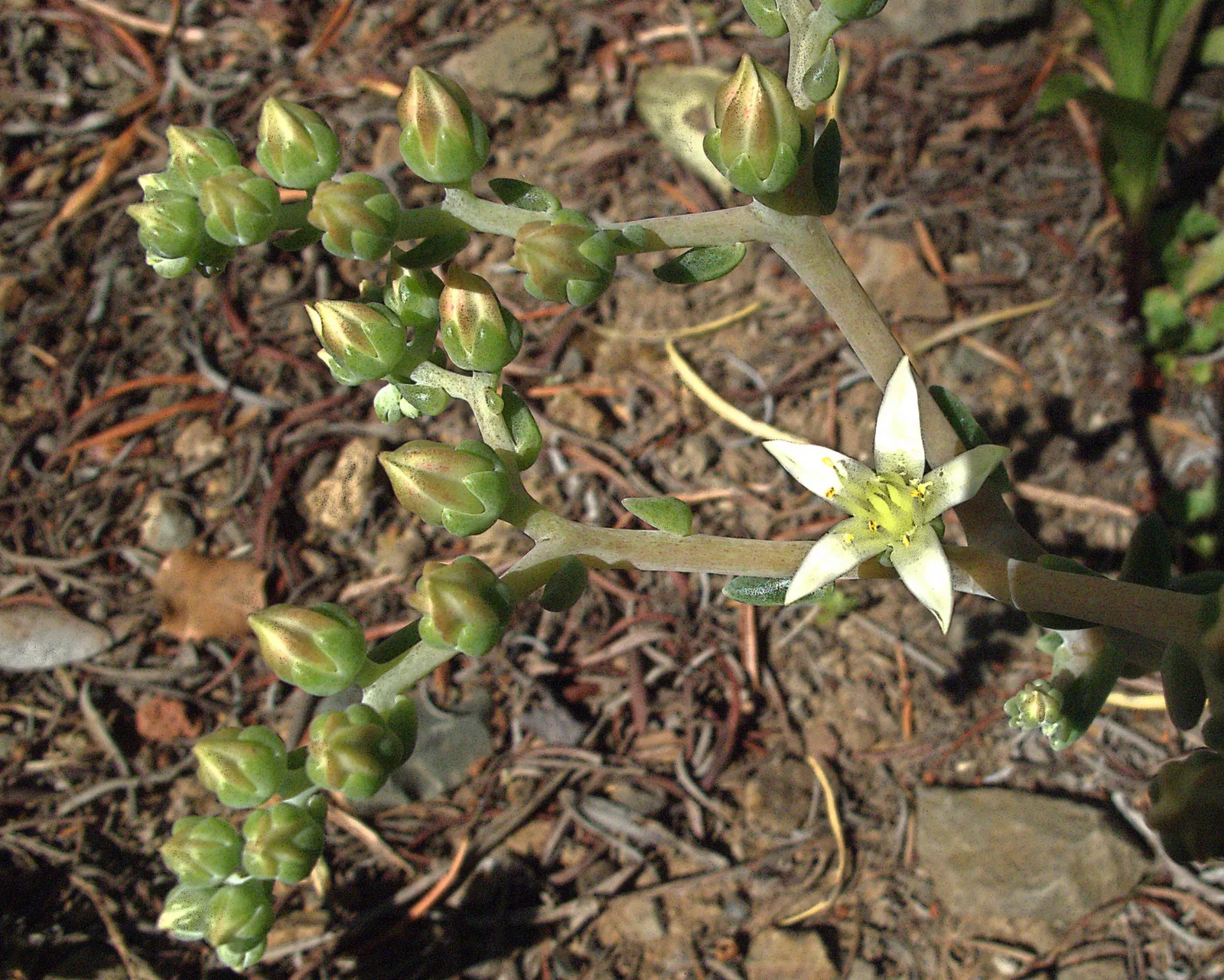 Catalina Live-Forever (Dudleya Hassei) — Blooms are red to yellow, on 18-inch stalks in late spring to early summer