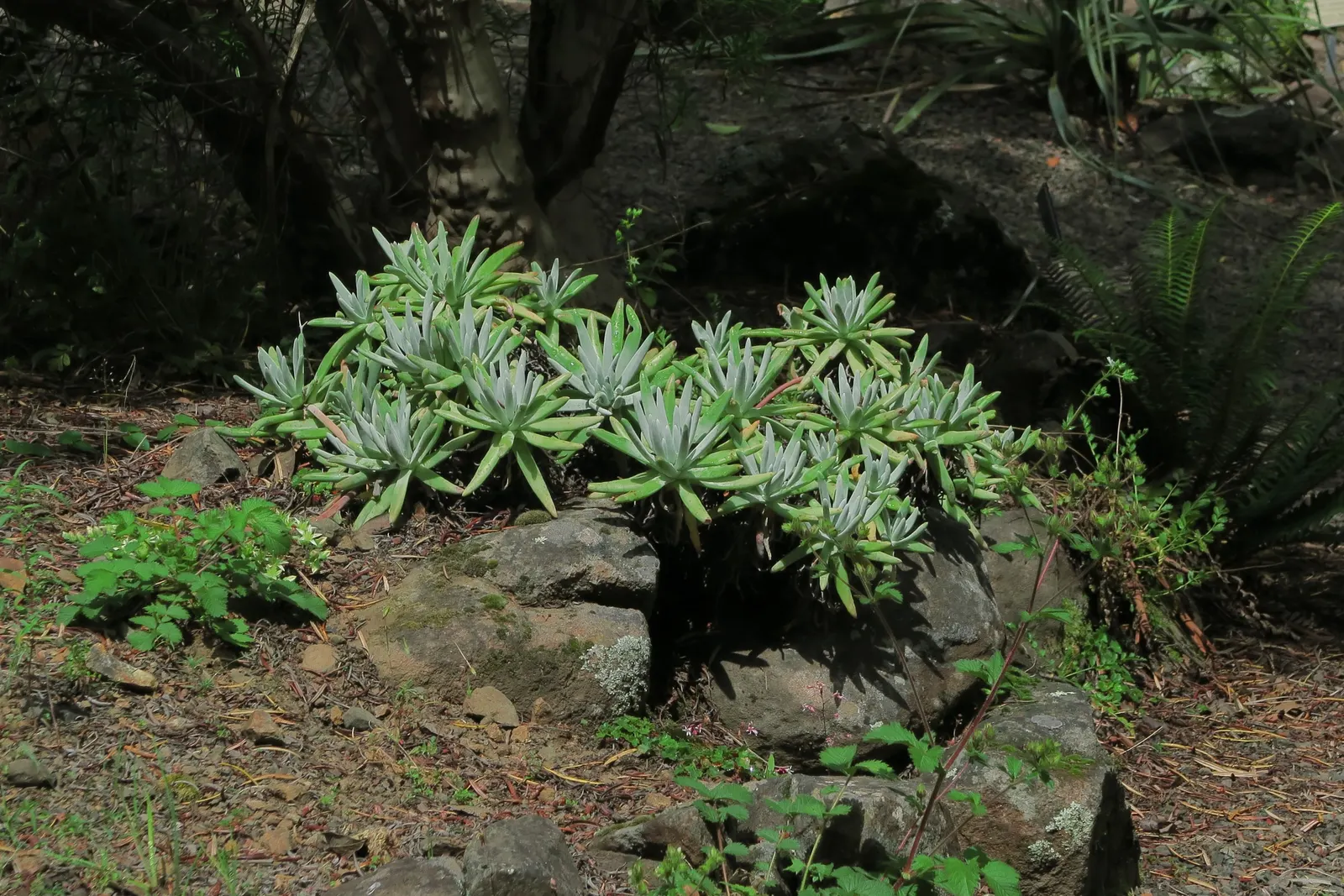 Catalina Live-Forever (Dudleya Hassei) — succulent for full or half