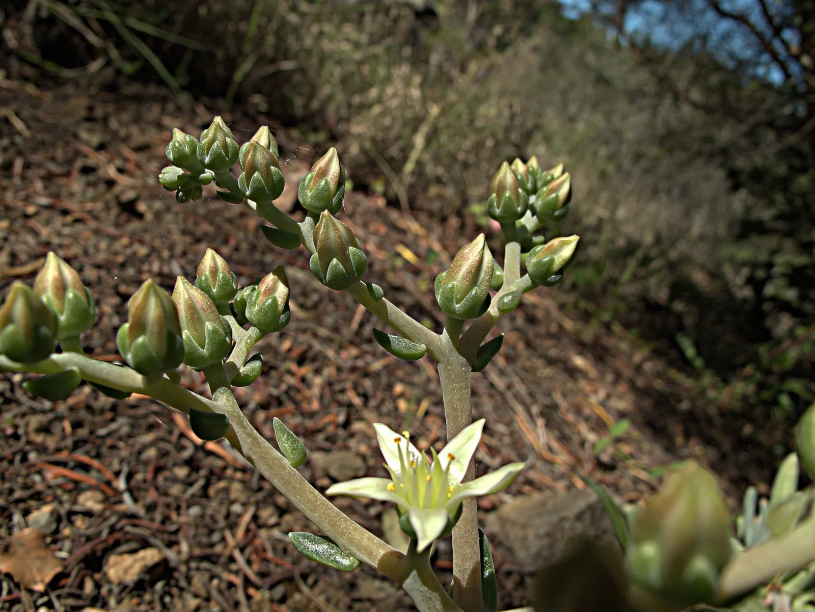 Catalina Live-Forever (Dudleya Hassei) — succulent with white blooms