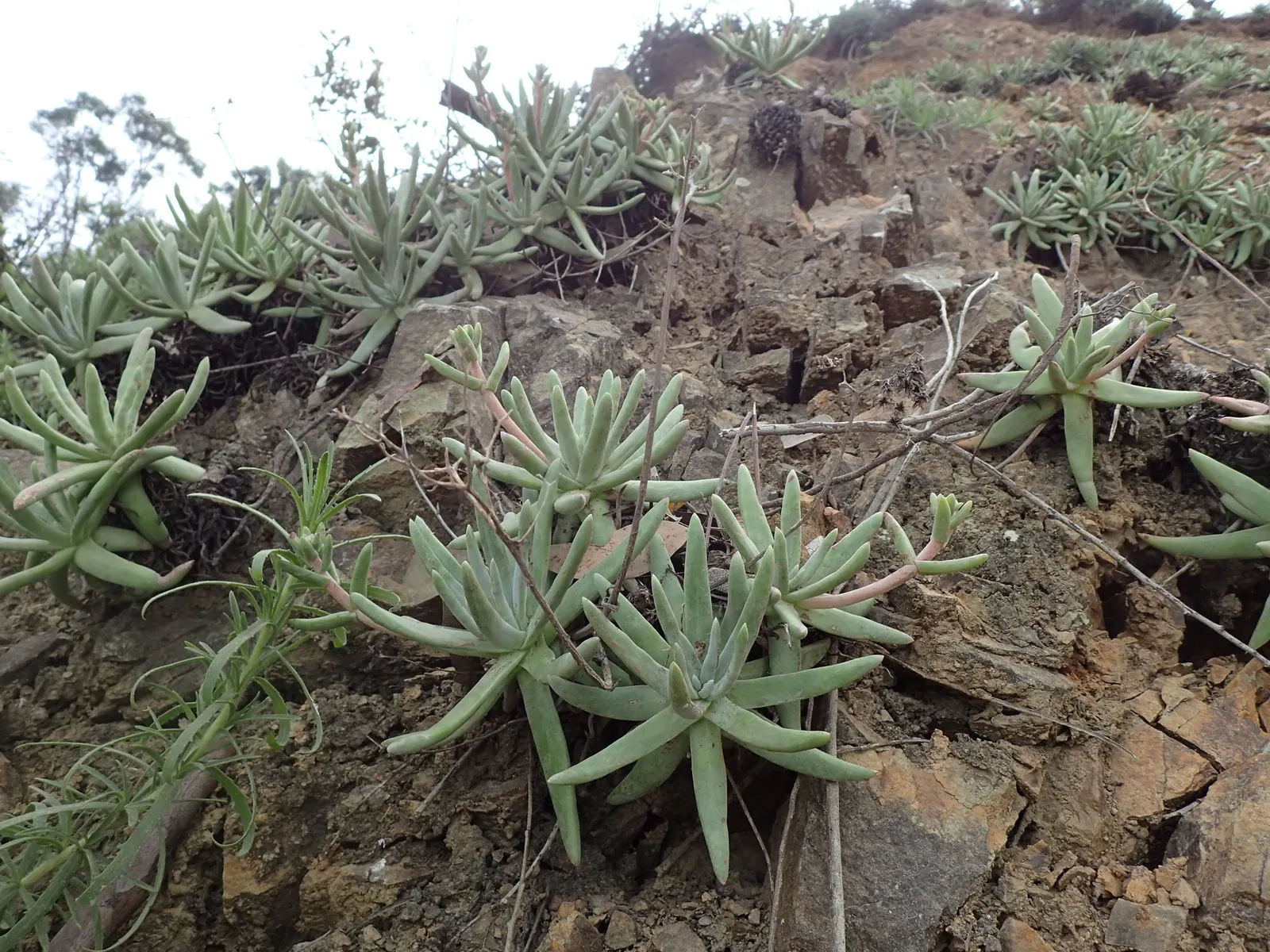 Catalina Live-Forever (Dudleya Hassei) — spatulate leaves boast a powdery grey-green hue