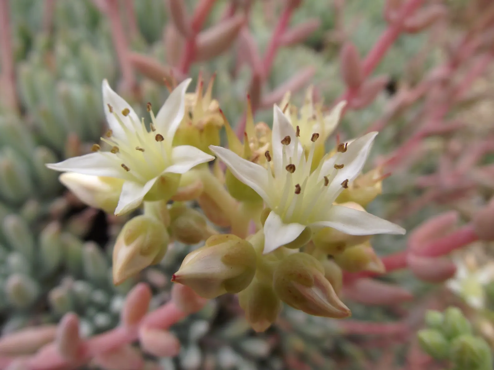 Catalina Live-Forever (Dudleya Hassei) — you can expect the Dudleya hassei to produce stunning flower stalks