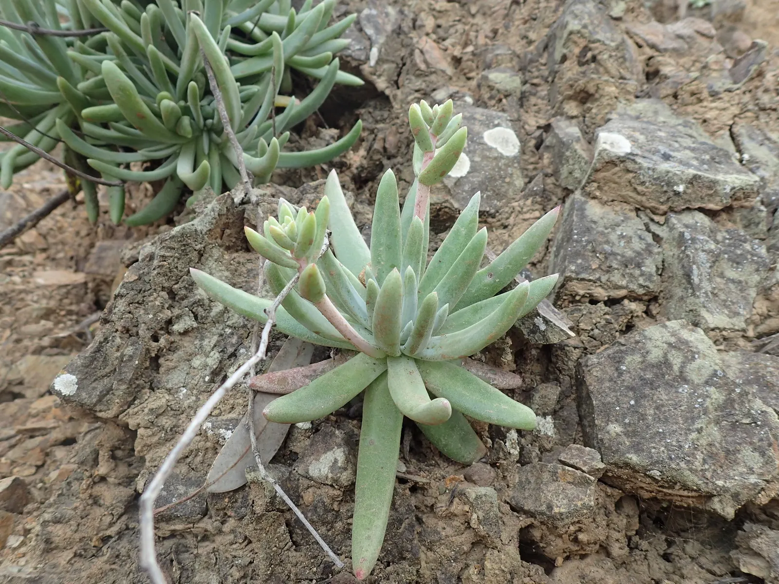 Catalina Live-Forever (Dudleya Hassei) — With rosettes spanning up to 12 inches in diameter, this plant features fleshy, gray-green leaves