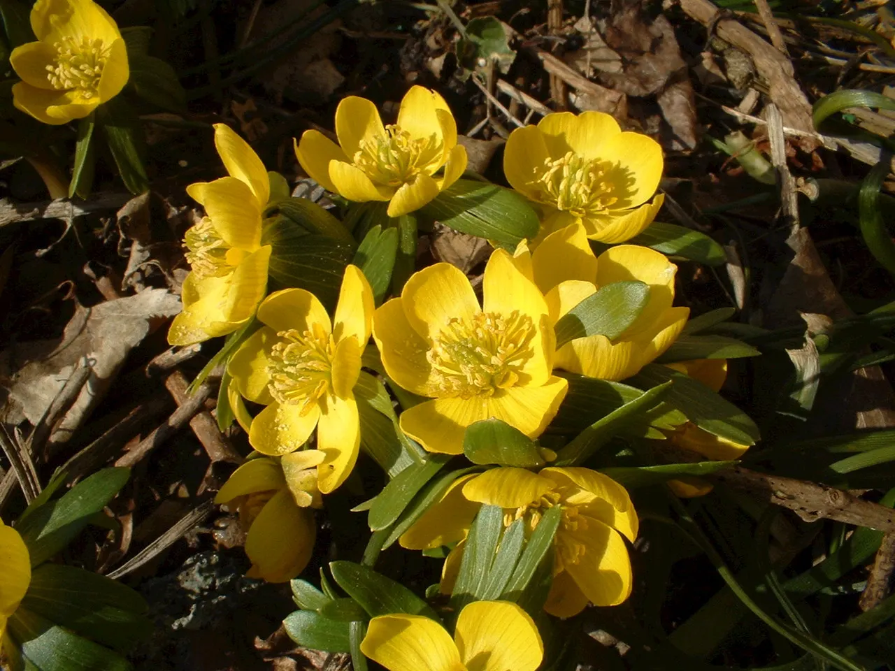 Winter Aconite (Eranthis Hyemalis) — reaching just 3 to 4 inches in height; eranthis hyemalis, commonly known as Winter Aconite, heralds spring, image 100