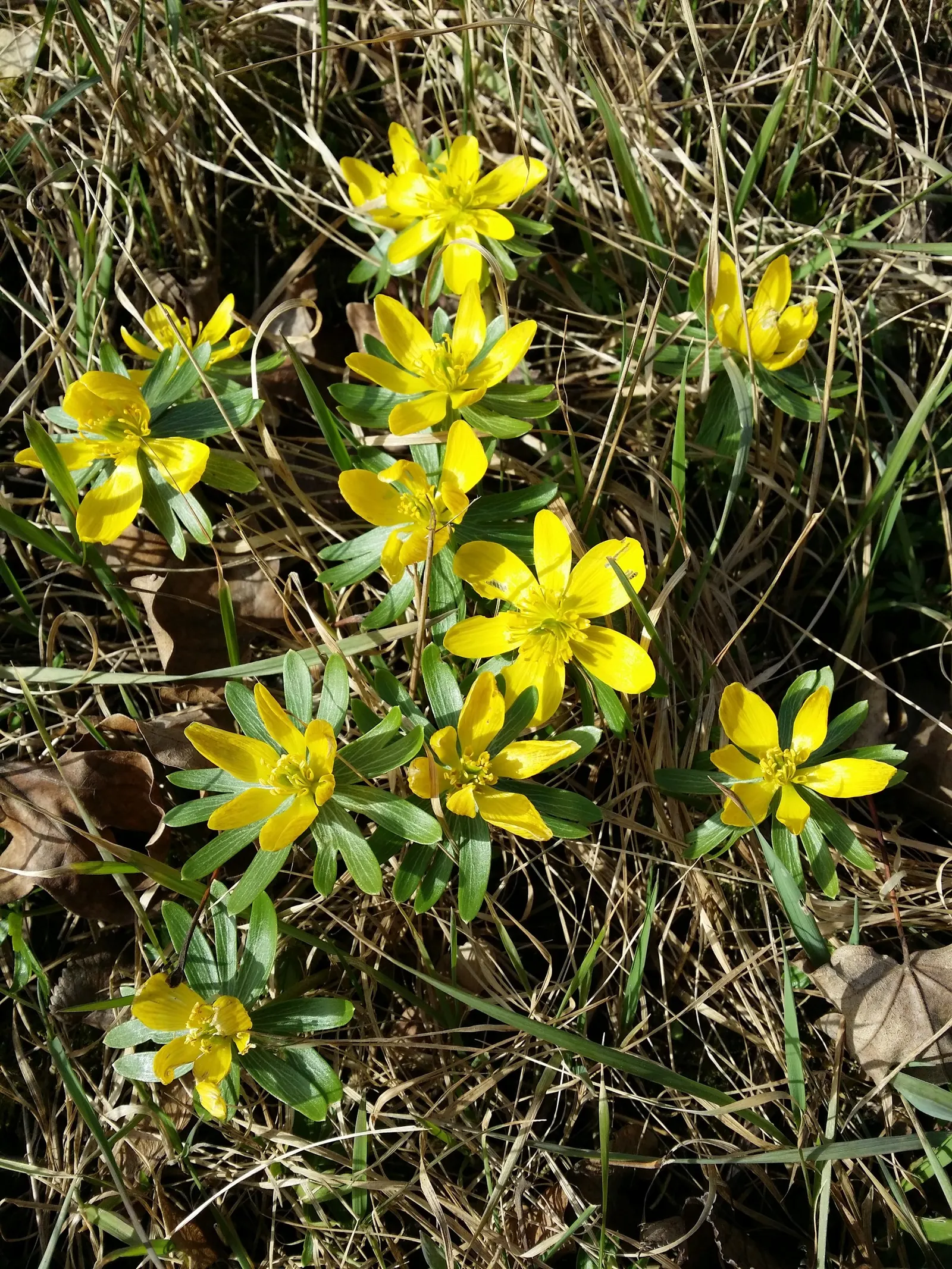Winter Aconite (Eranthis Hyemalis) — Winter Aconite (Eranthis hyemalis) is a charming and vivacious early-spring bloomer; buttercup-yellow flowers, image 122