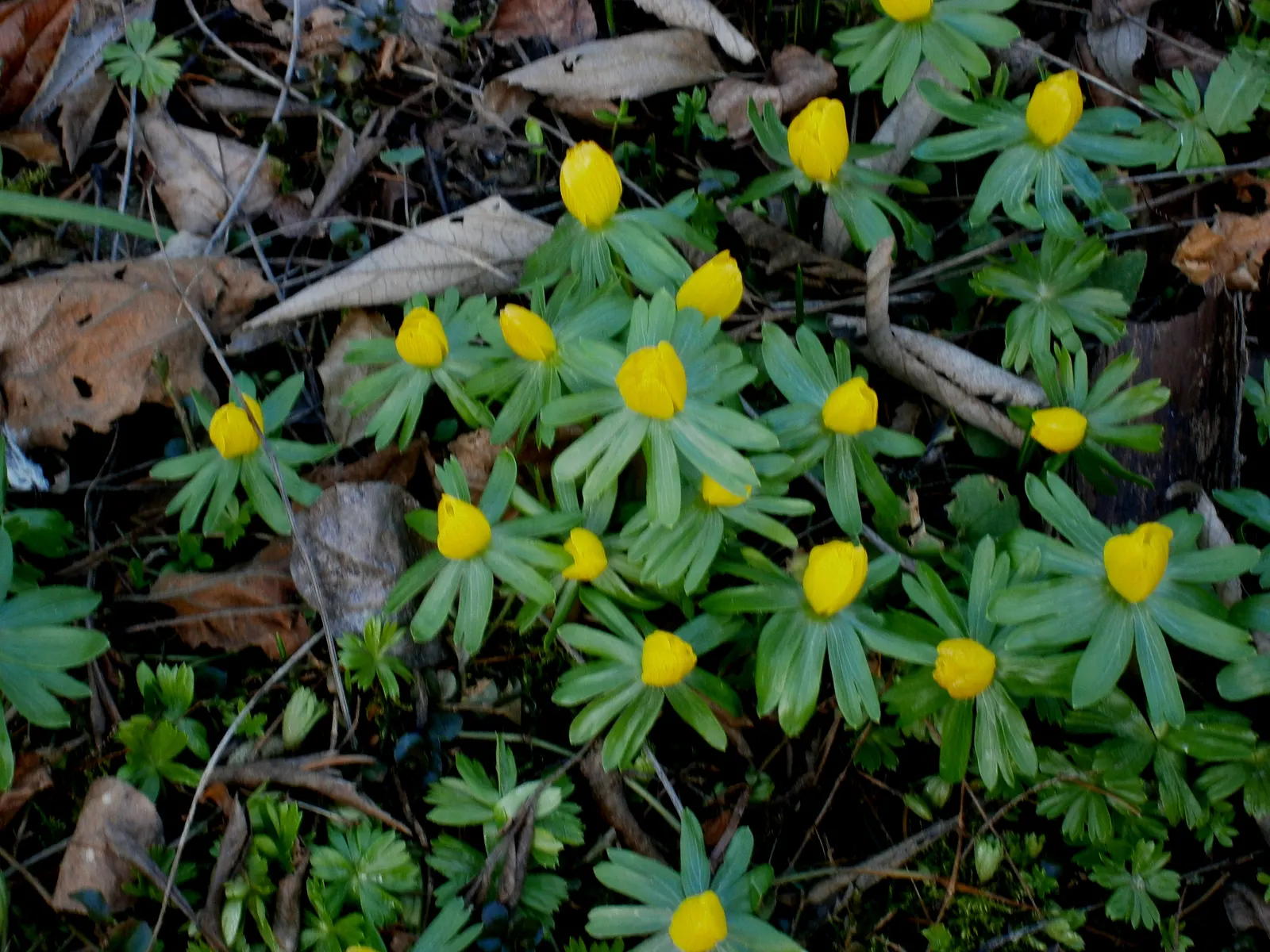 Winter Aconite (Eranthis Hyemalis) — Its foliage is equally petite