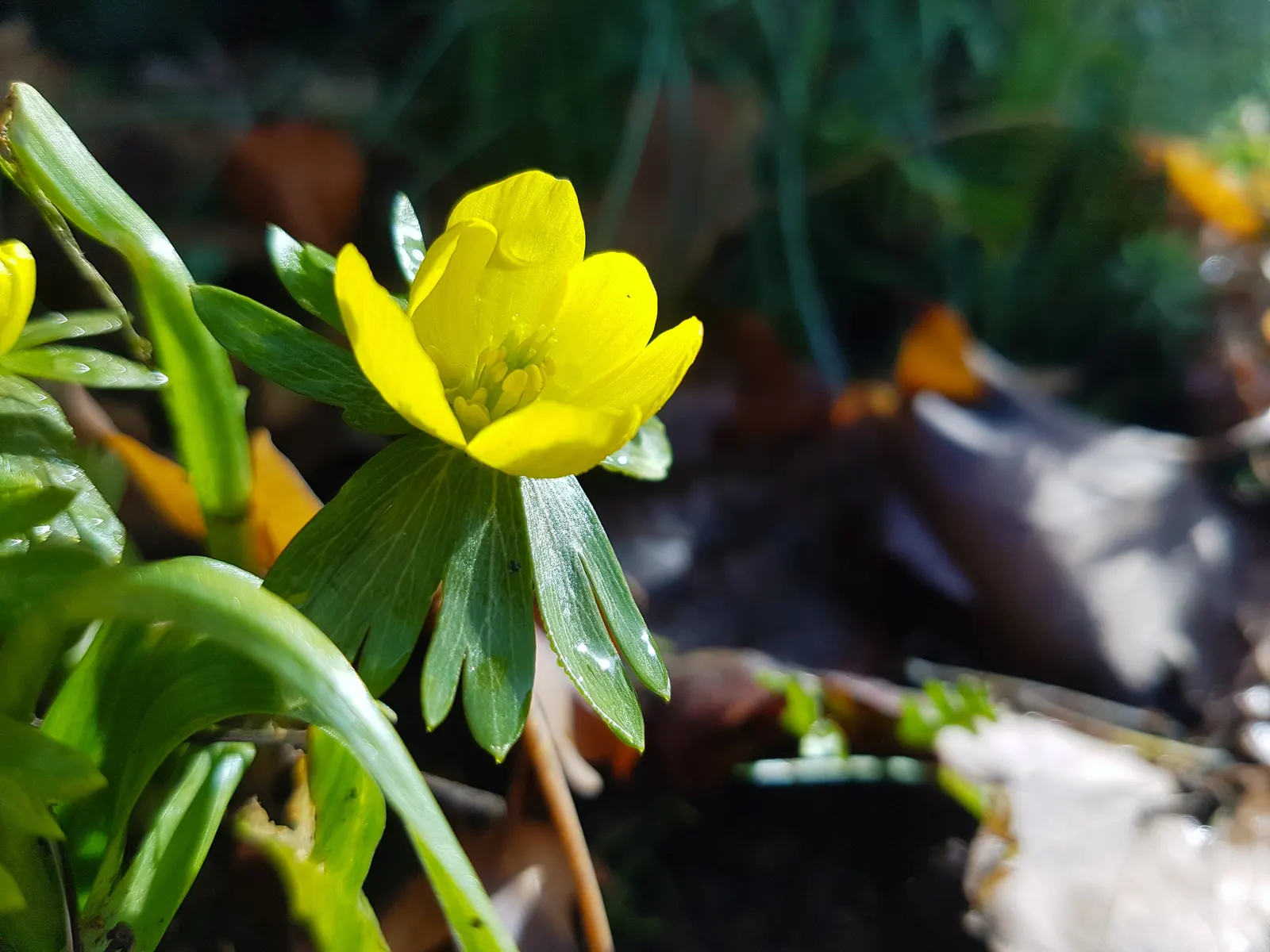 Winter Aconite (Eranthis Hyemalis) — Eranthis hyemalis, commonly known as Winter Aconite, heralds spring with its vibrant yellow blooms; typically, image 117