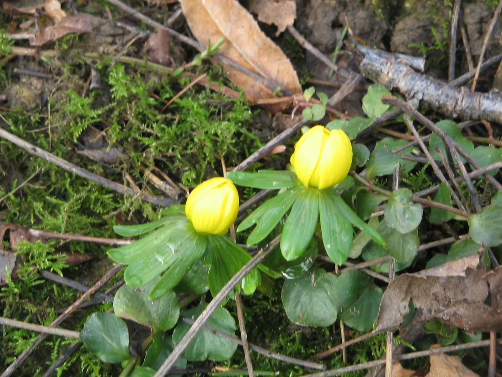 Winter Aconite (Eranthis Hyemalis) — resembling a collar that enhances the floral display.<br><br>The Eranthis hyemalis has a low growth habit, image 128