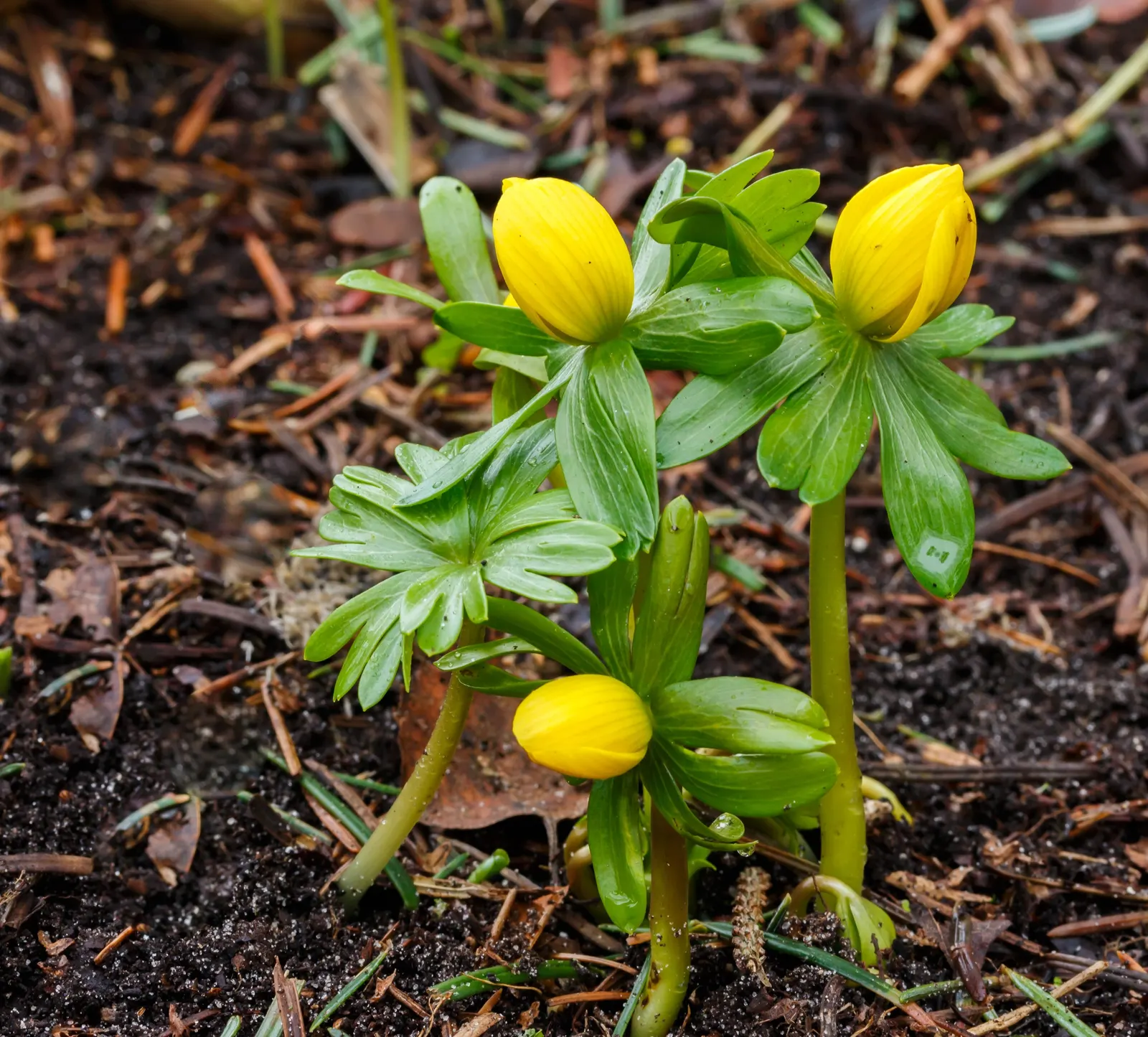 Winter Aconite (Eranthis Hyemalis) — appreciated for its ability to infuse color into the garden when most other plants remain dormant; the leaves, image 123