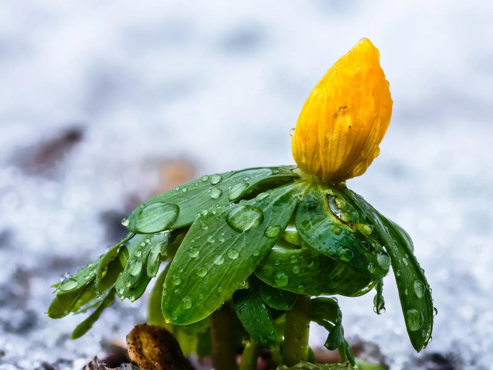 Winter Aconite (Eranthis Hyemalis) — preferring well-drained soil and partial to full shade