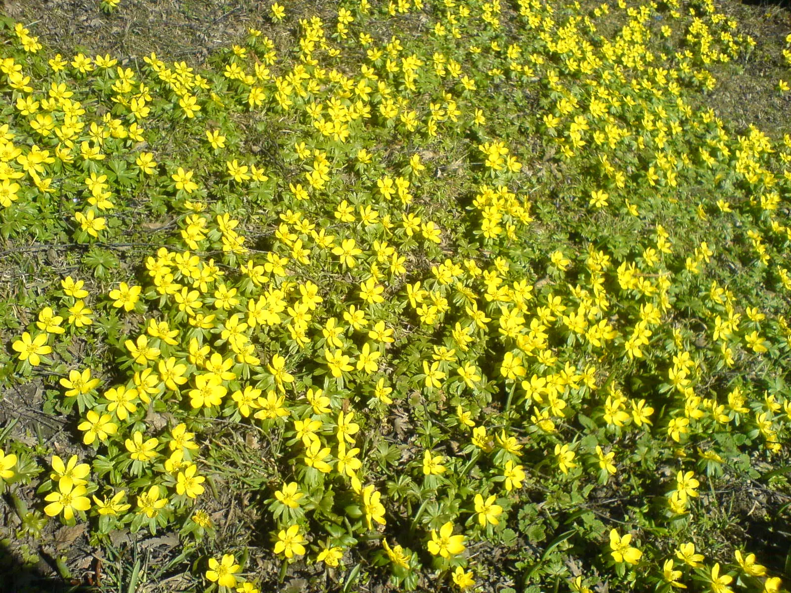 Winter Aconite (Eranthis Hyemalis) — Being deer-resistant and low-maintenance; reaching just 3 to 4 inches in height, image 110