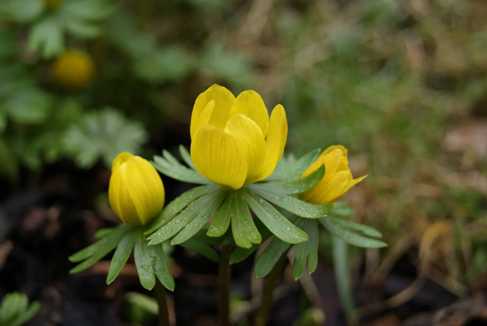 Winter Aconite (Eranthis Hyemalis) — which makes it ideal for planting at the front of borders or for naturalizing in woodland garden settings, image 72