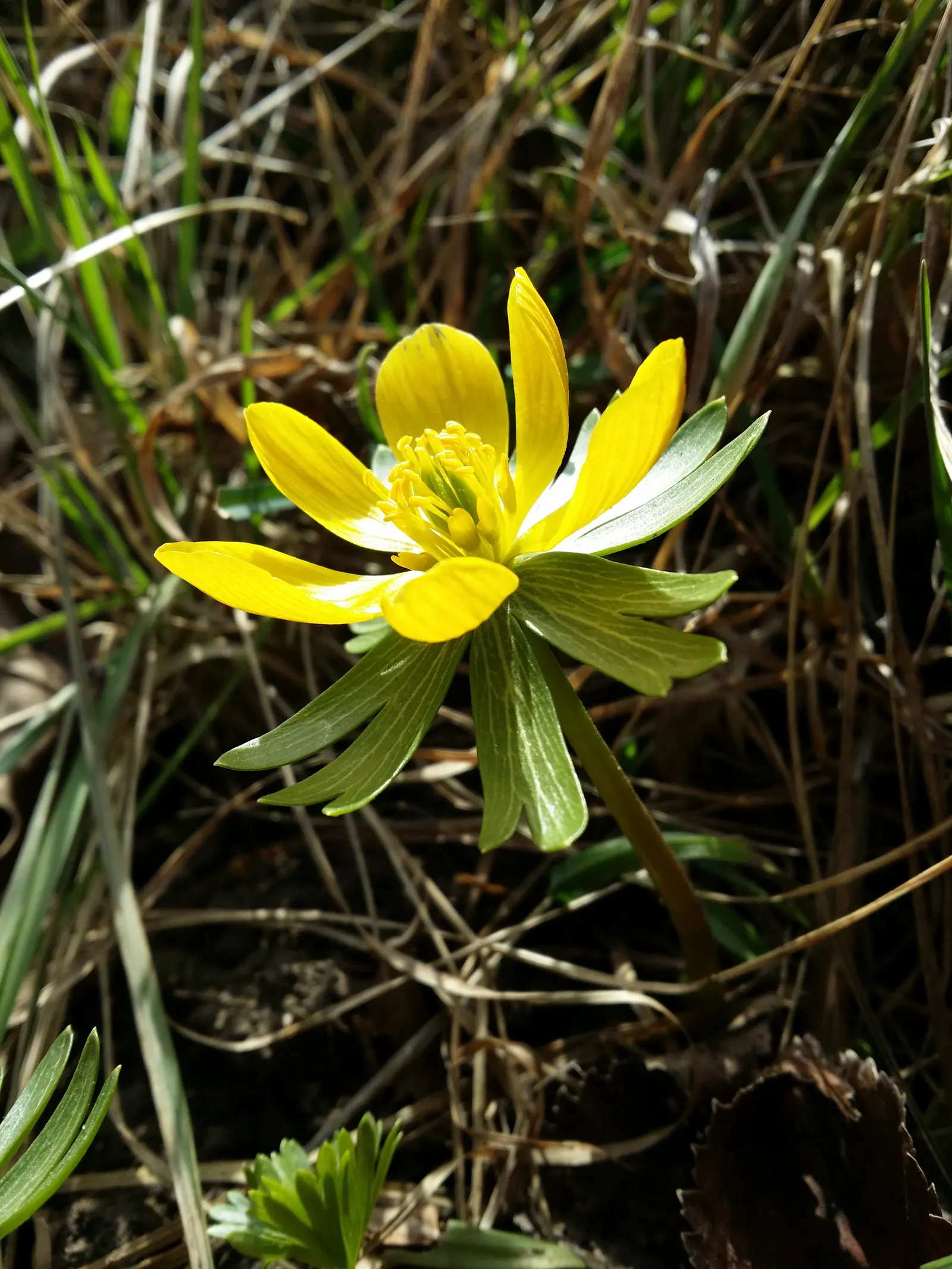 Winter Aconite (Eranthis Hyemalis) — Eranthis hyemalis, commonly known as Winter Aconite, heralds spring with its vibrant yellow blooms
