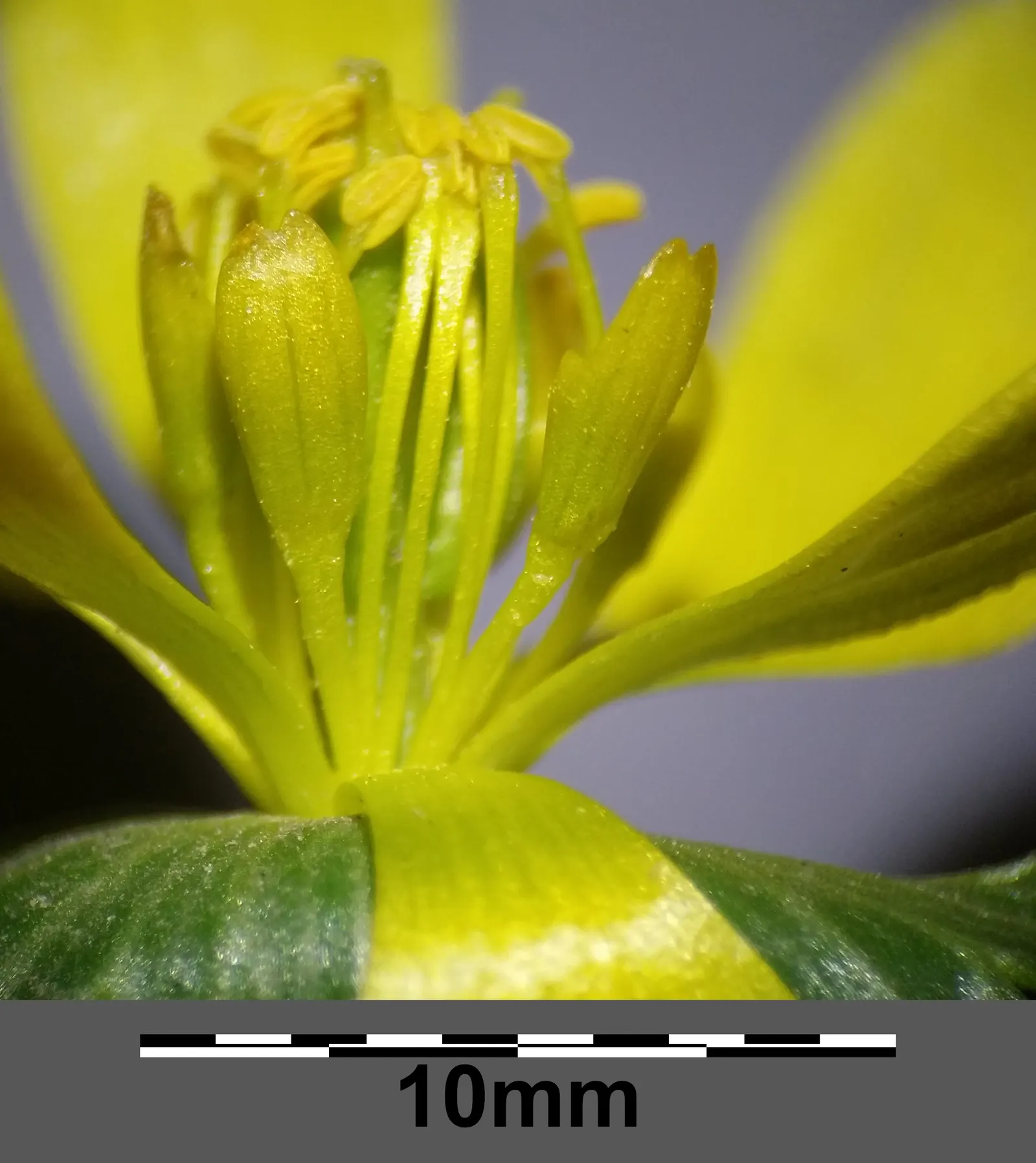 Winter Aconite (Eranthis Hyemalis) — providing early pollen for bees and enhancing biodiversity in the garden; yellow flowers in the garden, image 83