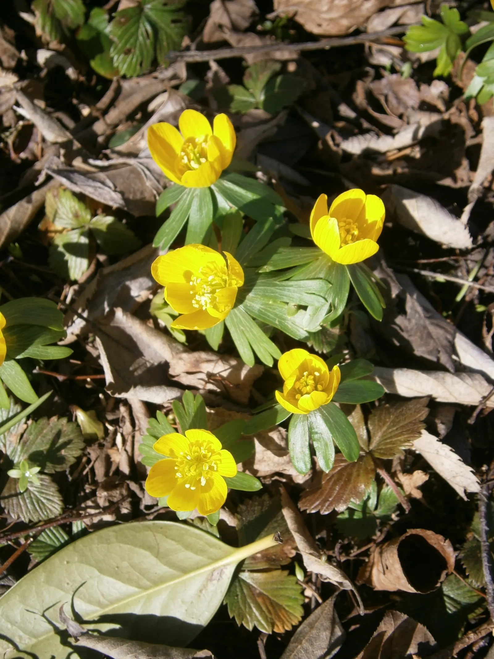 Winter Aconite (Eranthis Hyemalis) — perennial for full or half