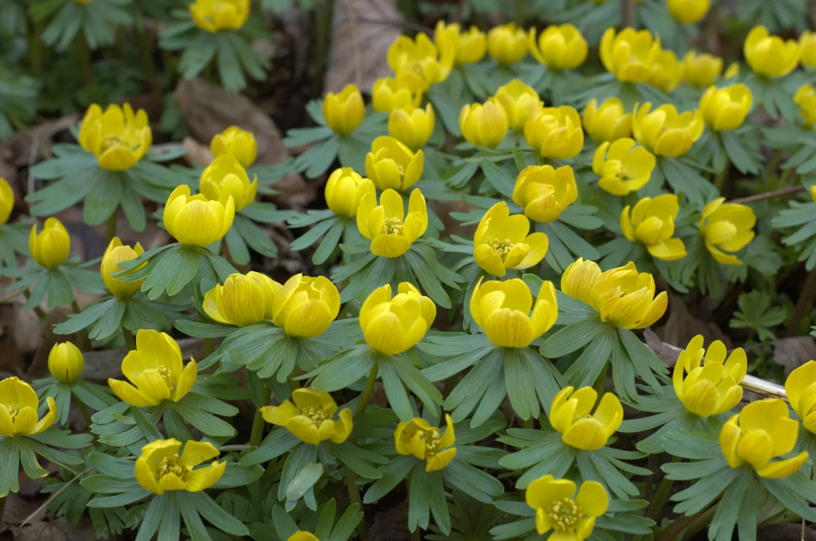 Winter Aconite (Eranthis Hyemalis) — reaching just 3 to 4 inches in height; eranthis hyemalis, commonly known as Winter Aconite, heralds spring, image 129
