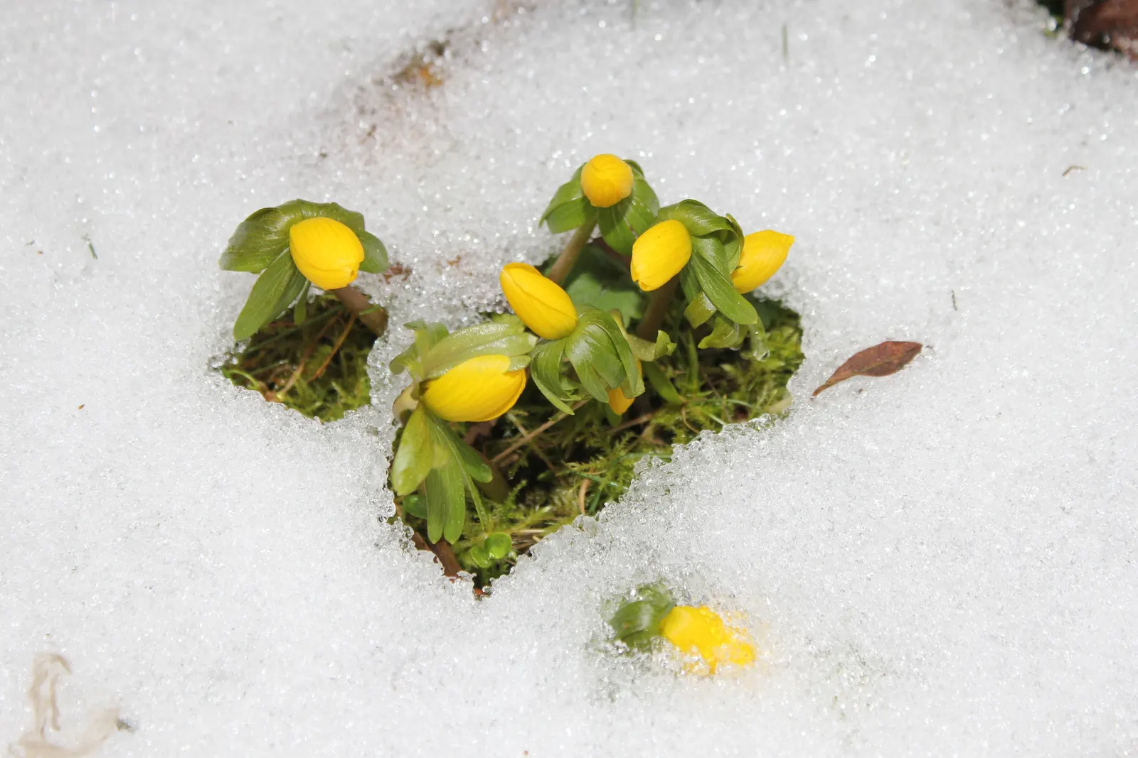 Winter Aconite (Eranthis Hyemalis) — resembling a collar that enhances the floral display.<br><br>The Eranthis hyemalis has a low growth habit, image 99