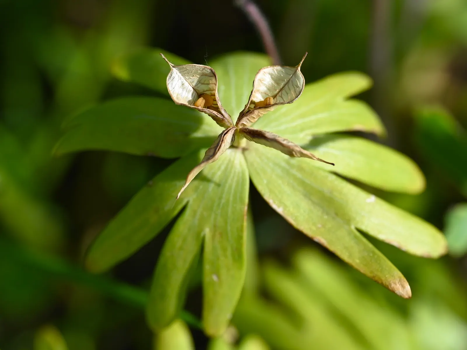 Winter Aconite (Eranthis Hyemalis) — Typically emerging in late winter to early spring; eranthis hyemalis is an excellent addition to a landscape
