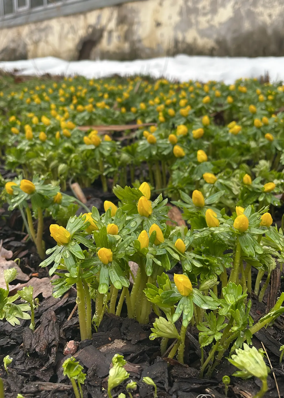 Winter Aconite (Eranthis Hyemalis) — this plant features bright; this low-growing perennial reaches a modest height of just 3-4 inches and spreads 3 inches wide